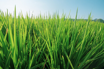 paddy at field ready to harvest