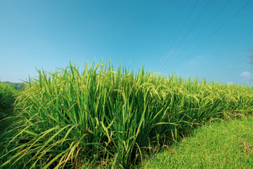paddy at field ready to harvest
