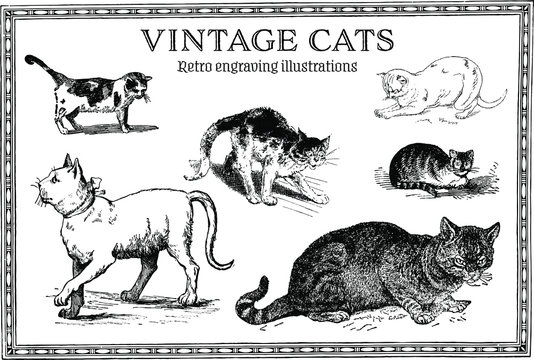 set of funny retro engraving cats illustrations