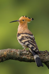 hoopoe, Upupa epops