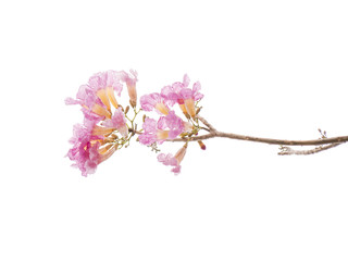 Pink flower and tree branch isolated on white background