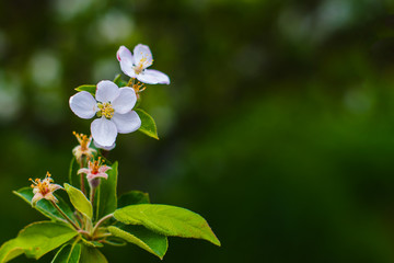 Apple tree blooms in spring
