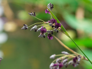 Violet flower and tree branch on nature background