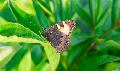 Butterfly with closed wings on the leaf