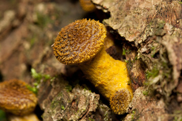 Honey mushrooms grow on a stump in the forest. Close-up.