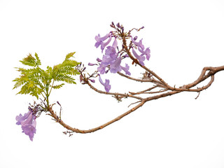 Jacaranda Flower isolated on white background, a species with an inflorescence at the tip of the...