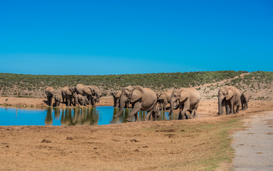 Elephant’s herd at water hole, South Africa