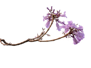 Jacaranda Flower isolated on white background, a species with an inflorescence at the tip of the...