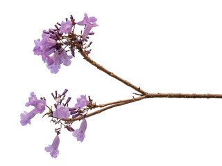 Jacaranda Flower isolated on white background, a species with an inflorescence at the tip of the purple flower, is native to South America.
