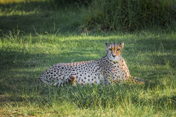 Cheetah in a green grass, South Africa