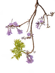 Jacaranda Flower isolated on white background, a species with an inflorescence at the tip of the purple flower, is native to South America.