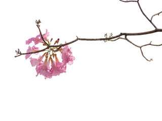 Pink flower and tree branch isolated on white background