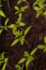tomato seedlings for planting