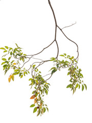 Pink flower and tree branch isolated on white background