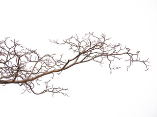 Pink flower and tree branch isolated on white background