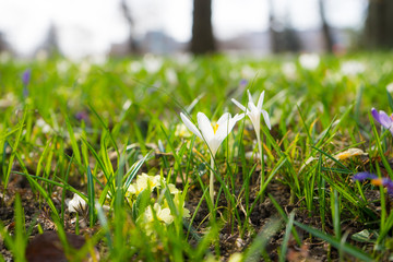 Spring flowers in the field, morning, Slovenia