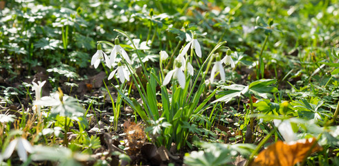 Spring flowers in the field, morning, Slovenia