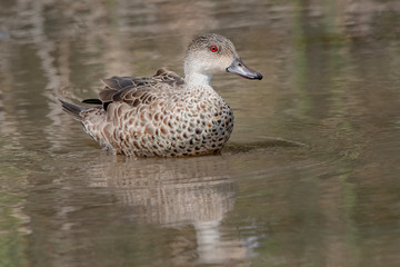 Fototapeta premium Grey Teal (Anas gracilis)