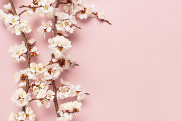 Spring border background with beautiful white flowering branches. Pastel pink background, bloom...