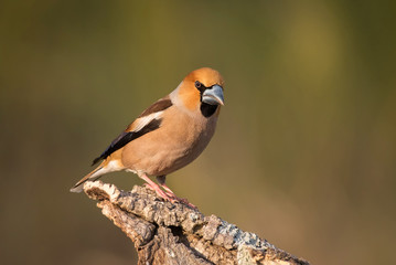 hawfinch, Coccothraustes coccothraustes