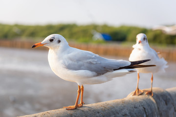 Close-Up of Seagull is Standing on Barrier Handrail at Sunset