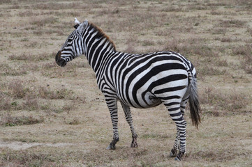 Fototapeta na wymiar Zebras in Ngorongoro park