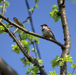 spring