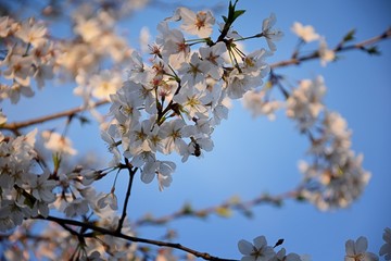 Beautiful white and pink fruit tree blossom clusters  in spring time, perfect nectar for bees. Close up view of fruit tree flowers. Floral background in Nashville, Tennessee. United States.