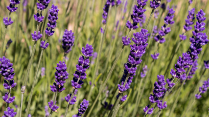 Closeup of a purple lavender flower field swaying in the wind on a sunny summer day.