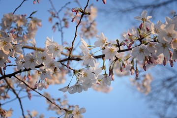 Beautiful white and pink fruit tree blossom clusters  in spring time, perfect nectar for bees. Close up view of fruit tree flowers. Floral background in Nashville, Tennessee. United States.