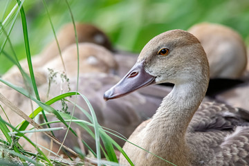 Young Plumed Whistling Duck (Dendrocygna eytoni)