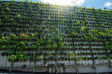 green vertical garden