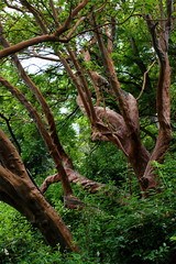old mountain forest with different tree species