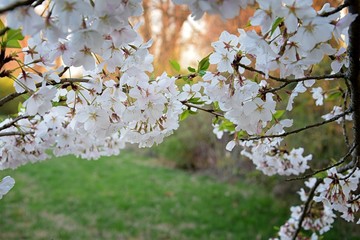 Beautiful white and pink fruit tree blossom clusters  in spring time, perfect nectar for bees. Close up view of fruit tree flowers. Floral background in Nashville, Tennessee. United States. © Jeremy