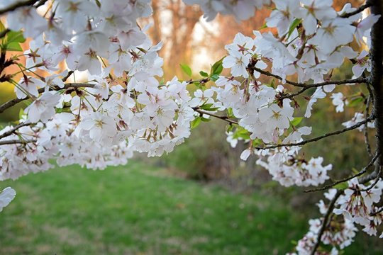 Beautiful white and pink fruit tree blossom clusters  in spring time, perfect nectar for bees. Close up view of fruit tree flowers. Floral background in Nashville, Tennessee. United States.