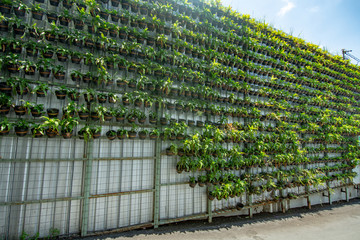 green vertical garden