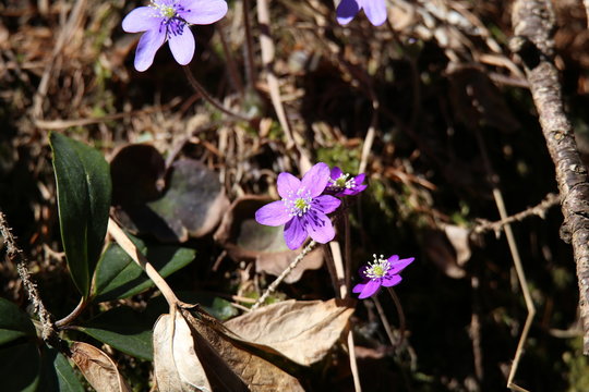 anemoni 10