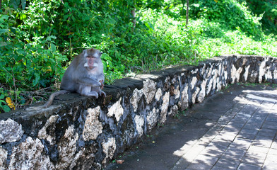 Bali  indonesia sunny island  beach sea