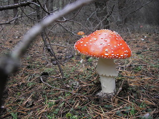 fly agaric mushroom