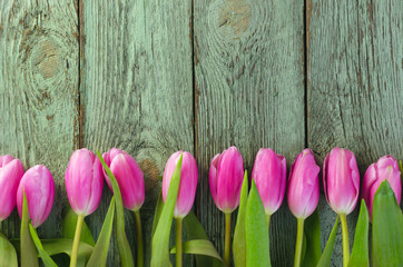 Row of pink tulips against a blue background with space for the text. Festive flower background for...