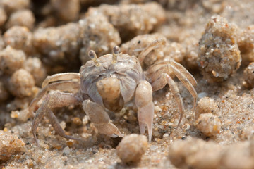 Ghost crab is on the beach