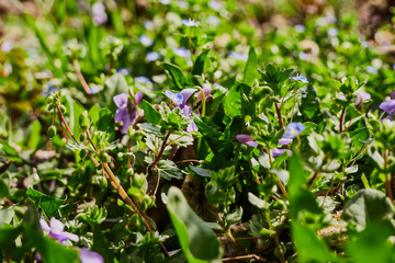 Obraz na płótnie Canvas purple flowers on a background of green grass