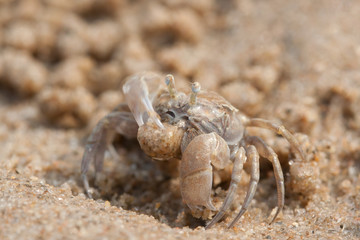 Ghost crab is on the beach