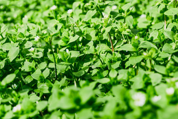 green grass with small flowers, on a clear sunny day
