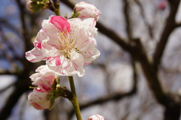 桃の花
