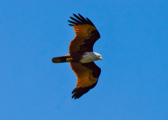 eagle in flight