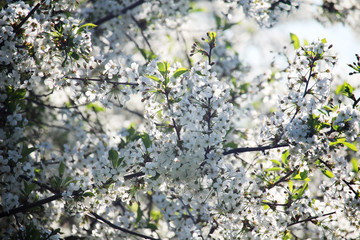 Blossoming trees in spring season