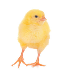 Cute little chicken isolated on white background