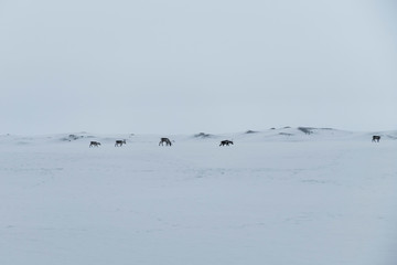 Deer on the snowy floor, filmed in Iceland