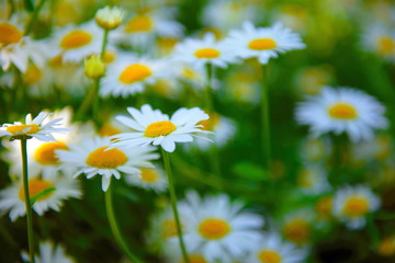 Garden chamomiles. Summer floral background. Gardening and Agriculture